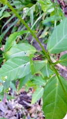 Plapigus circumcinctus