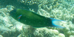 Thalassoma