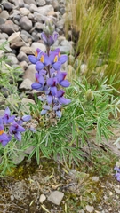 Lupinus altimontanus