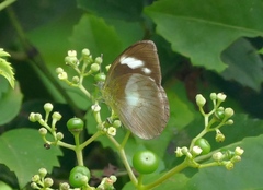 Phrissura aegis