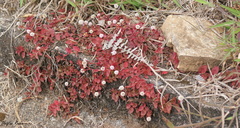 Persicaria capitata