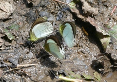 Phrissura aegis
