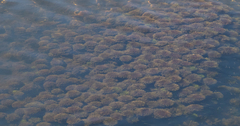 Limnophila