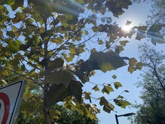 Platanaceae