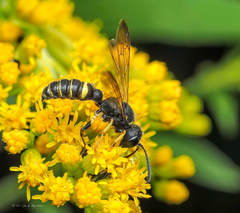 Cerceris atramontensis