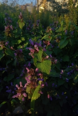 Lamium purpureum