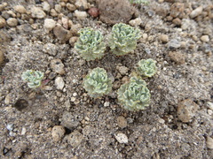 Nototriche estipulata