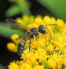 Cerceris atramontensis