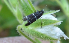 Adela septentrionella