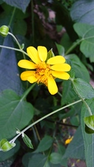 Rumfordia guatemalensis