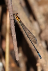 Pseudagrion epiphonematicum