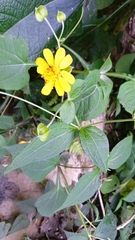 Rumfordia guatemalensis