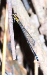 Pseudagrion epiphonematicum