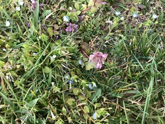 Lamium purpureum