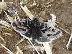 Metaxmeste schrankiana