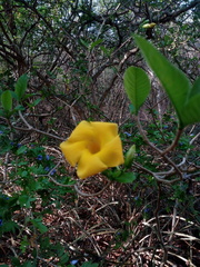 Tabernaemontana glabra