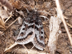 Metaxmeste schrankiana