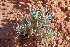 Eriogonum bicolor