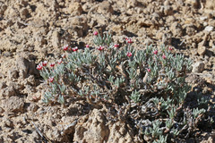 Eriogonum bicolor