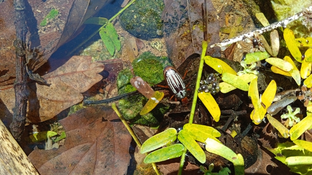 Faula oaxacaensis