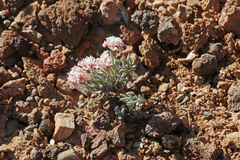 Eriogonum bicolor