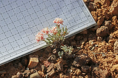 Eriogonum bicolor