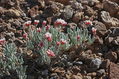 Eriogonum bicolor