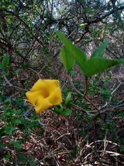 Tabernaemontana glabra