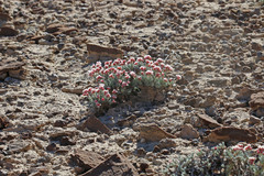Eriogonum bicolor