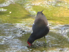 Gallinula chloropus