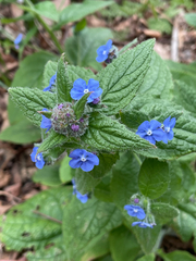 Pentaglottis sempervirens