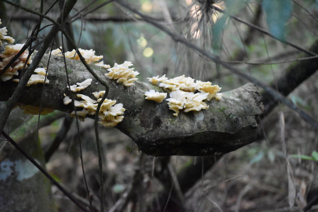 Favolus brasiliensis · March 2022 · photo: © vero1304 (iNaturalist, cc-by)