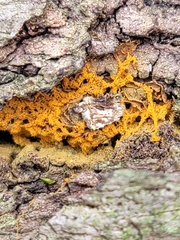 Hemitrichia serpula