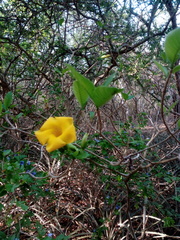 Tabernaemontana glabra