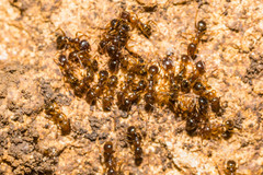 Aphaenogaster subterranea