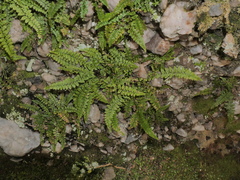 Asplenium foreziense