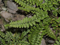 Asplenium foreziense