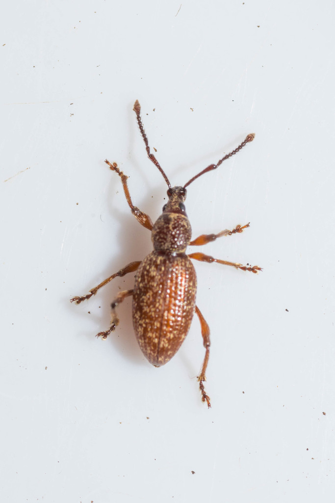 Otiorhynchus bericus