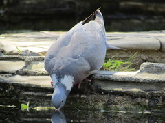 Columba palumbus