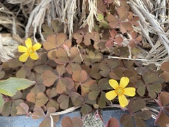 Oxalis corniculata