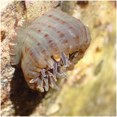 Anthopleura mariae
