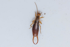 Chelidurella