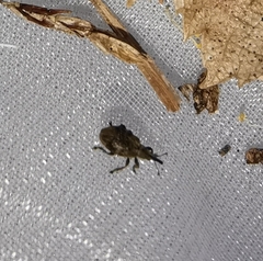 Trichopterapion holosericeum