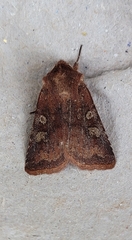 Cerastis leucographa