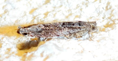 Pseudexentera haracana