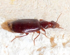Plochionus timidus