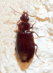 Plochionus timidus