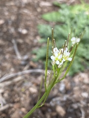 Cardamine hirsuta