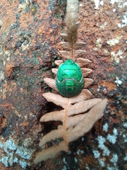 Erachtheus lutulentus