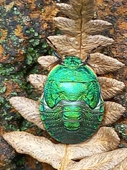 Erachtheus lutulentus